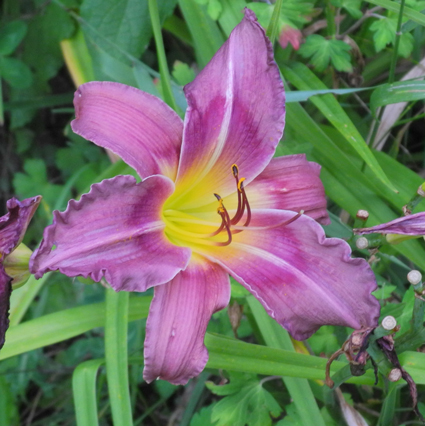 daylilies: OLALLIE SWEET LOUISE (VT)