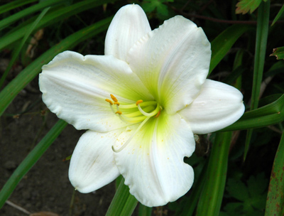 daylilies: OLALLIE BLIZZARD (VT)
