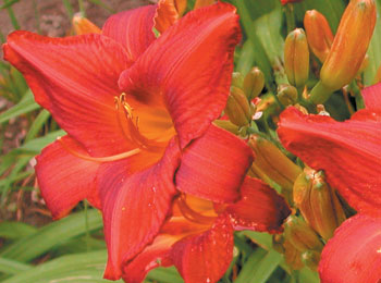 daylilies: COCK ROBIN