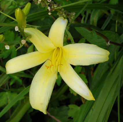 daylilies: CANARI