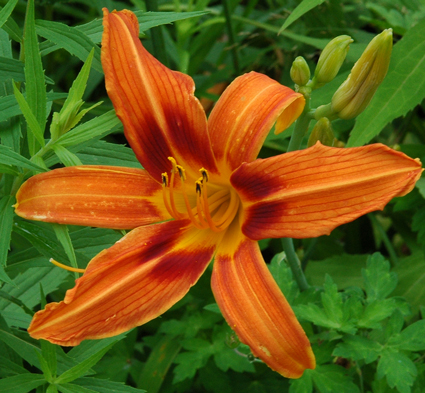 daylilies: RAJAH