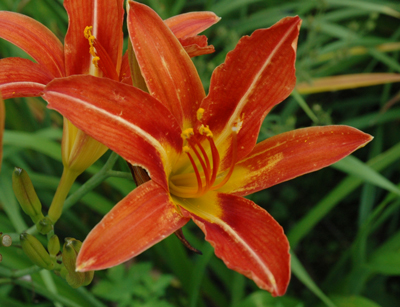 daylilies: POINSETTIA