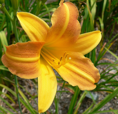 daylilies: BOUTONNIERE