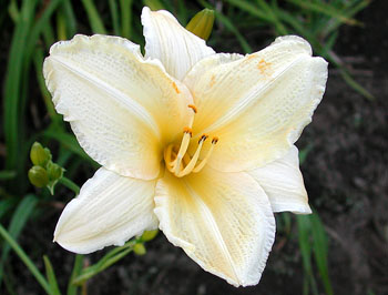 daylilies: CREAMY YELLOW (VT)