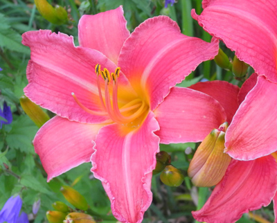 daylilies: CRESCENDO (VT)