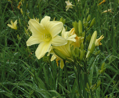 daylilies: 12-05 (VT)