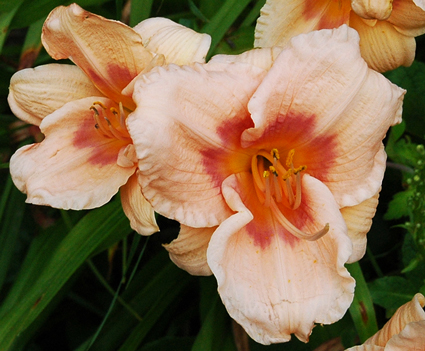 daylilies: + 2-05