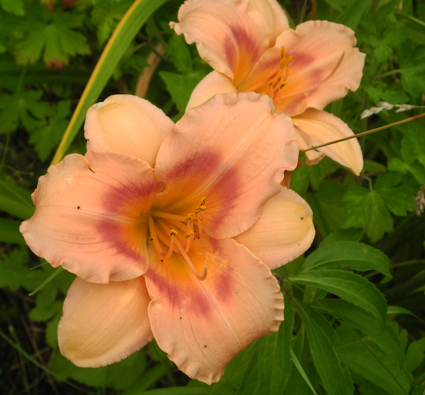 daylilies: OLALLIE MADELINE ANN (6-05)