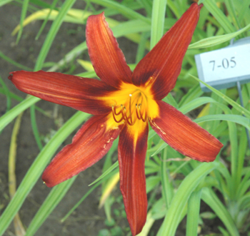 daylilies: 7-05