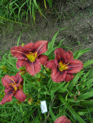 daylilies: OLALLIE BETTY GRODEN