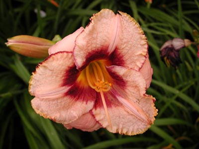 daylilies: DARING DILEMMA