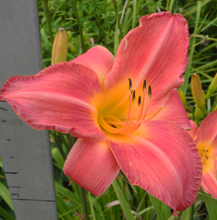 daylilies: OLALLIE EVELYN'S POLKA (30-05)