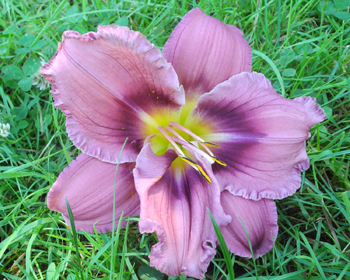 daylilies: 14-05