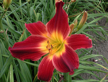 daylilies: DARK SCARLET (VT)