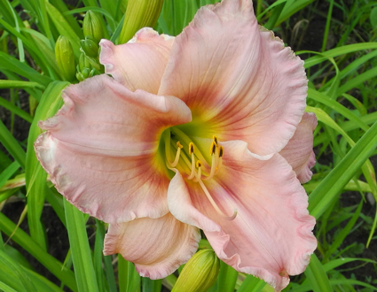 daylilies: Olallie Miss Whitney (24-07)