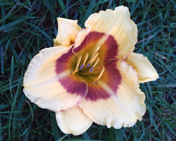 daylilies: 29-07