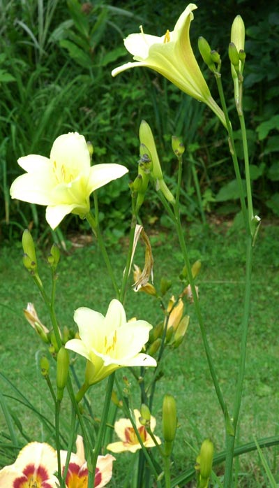 daylilies: OLALLIE LEMON TREE