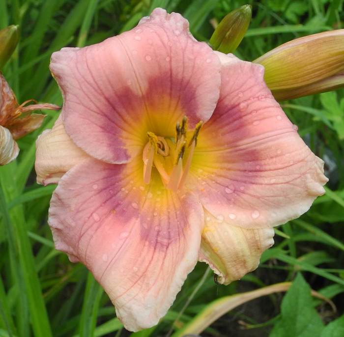 daylilies: 47-07