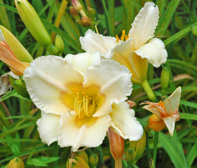 daylilies: 56-07