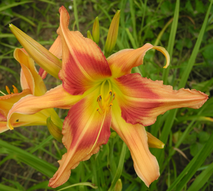 daylilies: PARADE OF PEACOCKS