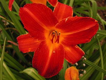 daylilies: EARLY REVIVAL (VT)