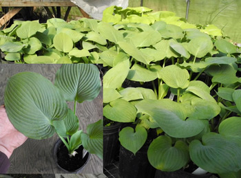 daylilies: Hosta Blue Seedlings