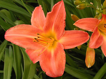 daylilies: EAST DOVER (VT)