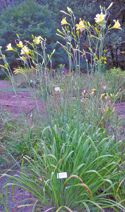 daylilies: TOWERS OF EISENCRAMER