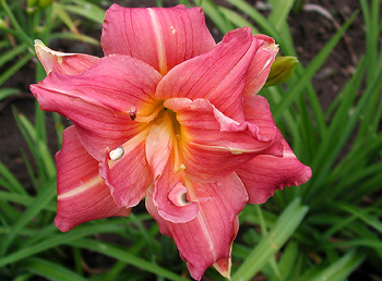 daylilies: DOUBLE HUG ME