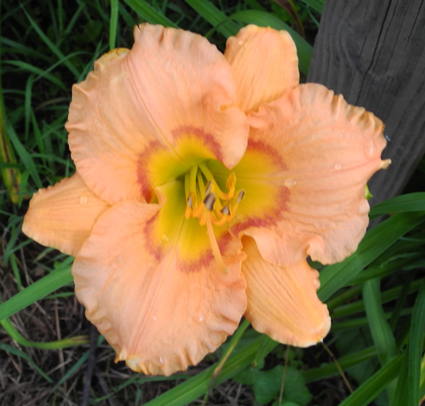 daylilies: OLALLIE NICOLE (33-09)