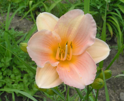 daylilies: OLALLIE NIFFER'S PRIDE (04-12)