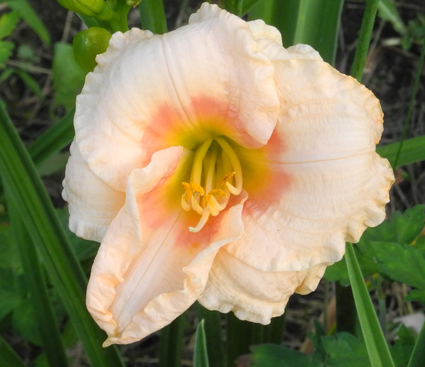 daylilies: JAMES BROWN