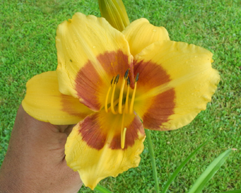 daylilies: 40-34-2014