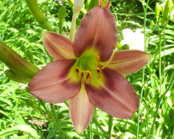 daylilies: 29-34-2014