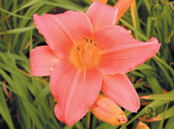 daylilies: ELEANOR (VT)