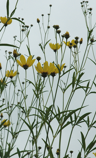 daylilies: Seedling Coreopsis tripteris