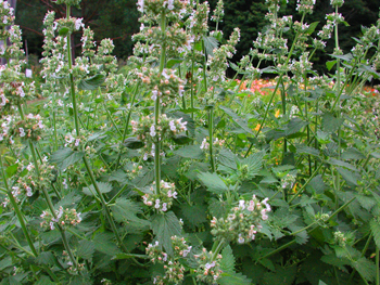 daylilies: Seedling Catnip