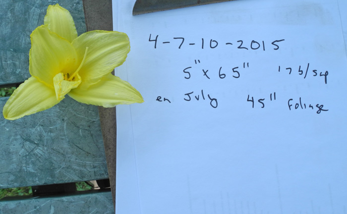 daylilies: 4-7-10-2015