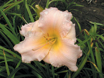 daylilies: ALLENHURST BLUSH