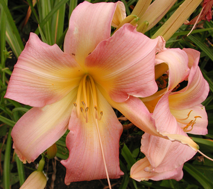 daylilies: ENJOY
