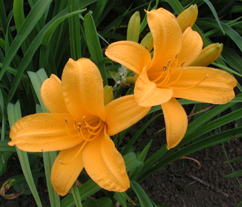 daylilies: ESPERANZA