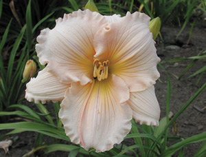 daylilies: FAIRY TALE PINK