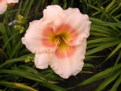 daylilies: FAIRY'S PETTICOAT