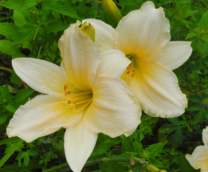 daylilies: ANGEL GOWN
