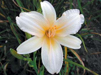 daylilies: FLIGHT OF DOWN (VT)