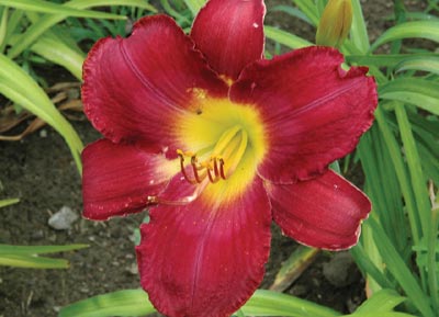 daylilies: FLORENTINE PRINCE