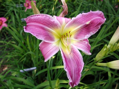 daylilies: FLUTTERBYE