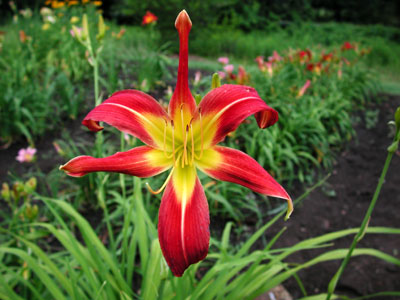 daylilies: FLYCATCHER
