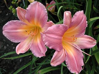 daylilies: FOGGY DEW (VT)