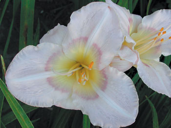 daylilies: FRANDEAN 